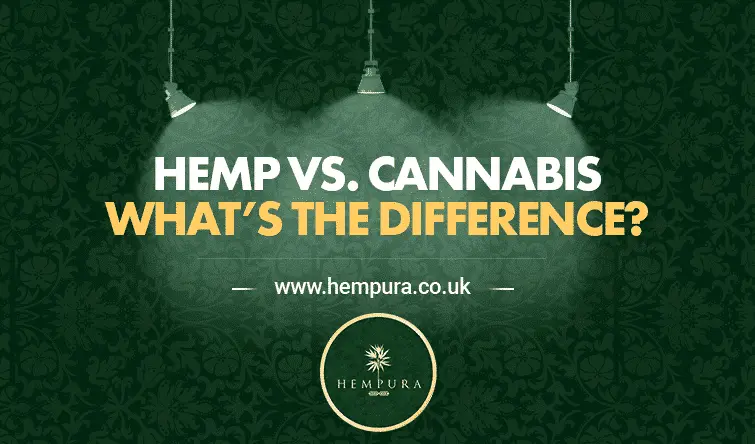 Hempura Blog Featured Image Hemp Vs. Cannabis - what's the difference?