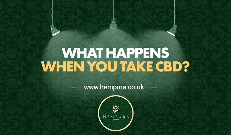 Hempura Blog Featured Image What Happens When you Take CBD?