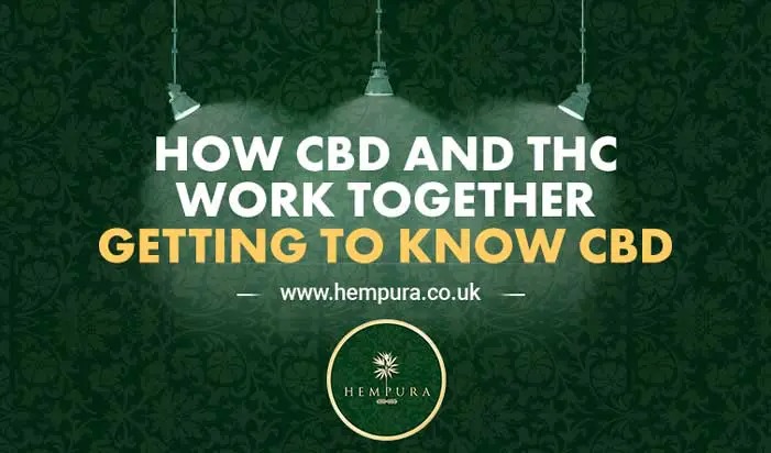 HEMPURA-HOW-CBD-AND-THC-WORK-TOGETHER