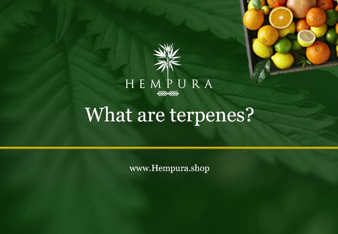 what-are-terpenes