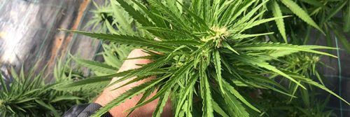 Cannabis hemp plant